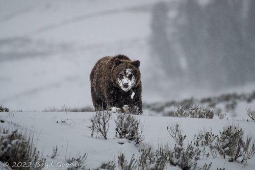 Grizzly and snow.