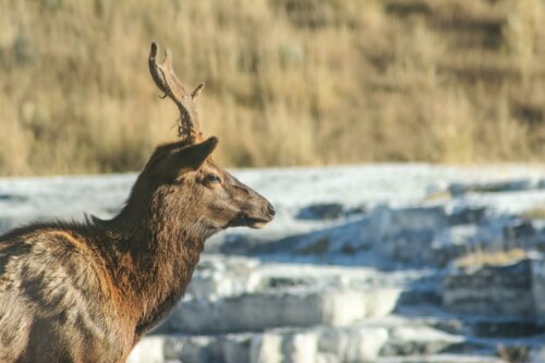 Elk at the terraces.