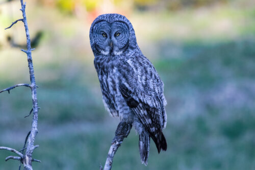 Great Grey Owl. I have printed this out on canvas and turned out beautiful!