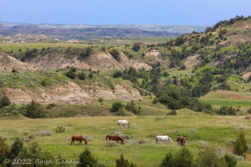 Wild horses of Theodore Roosevelt Park in North Dakota.  