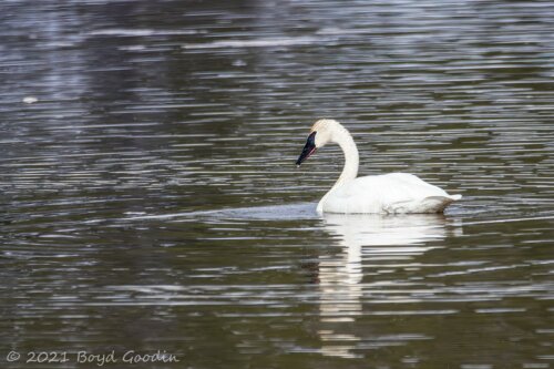 Solitude swan on Yellowstone river