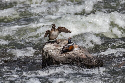 Harlequin ducks