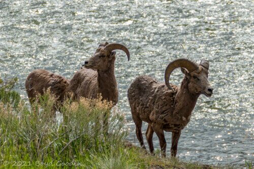 Big Horn Sheep