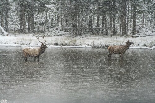 Elk