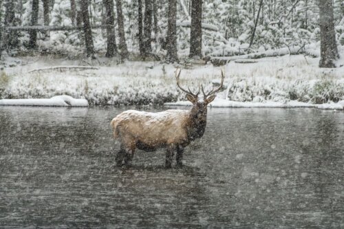 ELk